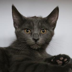 Jessie, kitten, available for adoption