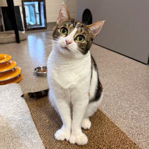 Mama Cat, adult, available for adoption