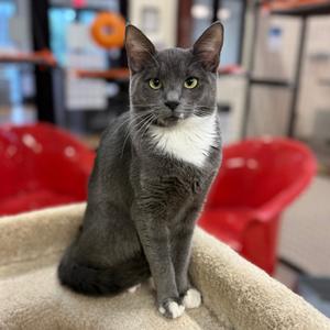 Millie Mittens, available for adoption