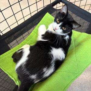 April, adult, available for adoption