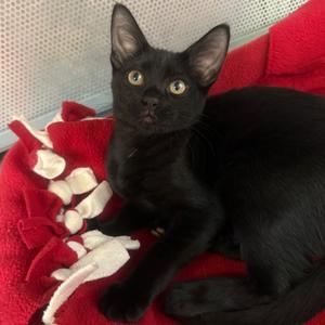 Gigi, kitten, available for adoption