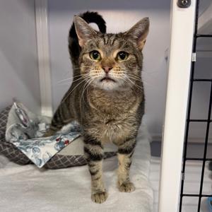Mariposa, adult, available for adoption