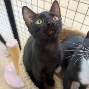 Fiona, kitten, available for adoption
