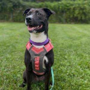 FERN, Labrador Retriever, young, available for adoption