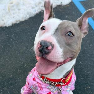 Mr. Worldwide, Pit Bull Terrier, young, available for adoption
