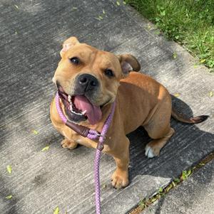 Mimi, Mixed Breed, young, available for adoption
