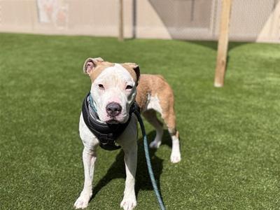 MAYA, Staffordshire Bull Terrier, adult, available for adoption