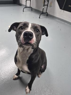 A black and white dog sitting on a gray floor, looking up at the camera with its ears perked up.