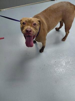 BELLA, Pit Bull Terrier, adult, available for adoption