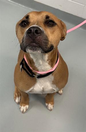 GIDEON, Boxer, adult, available for adoption