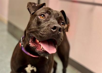 LEROY BROWN, Pit Bull Terrier, adult, available for adoption