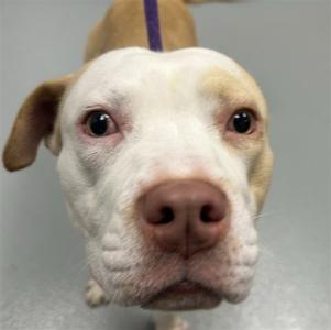 Close-up of a white and tan dog with a purple leash