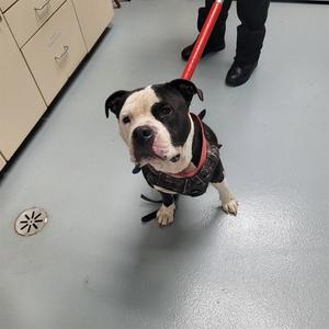 A black and white dog wearing a red harness and leash, standing on a gray floor with a person's legs visible in the background.