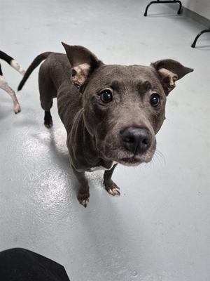 LAYLA, Pit Bull Terrier, senior, available for adoption