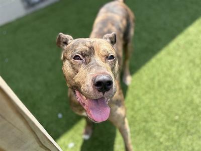 A brown and black brindle dog with a pink tongue sticking out, standing on green artificial grass.