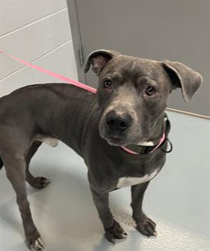 RHAEGAR, American Pit Bull Terrier, senior, available for adoption