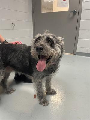 BELLA, Terrier, senior, available for adoption