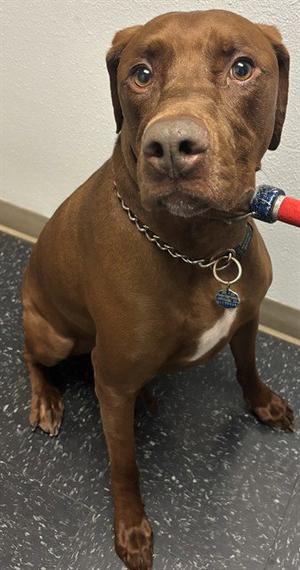 MOOSE, Labrador Retriever, adult, available for adoption