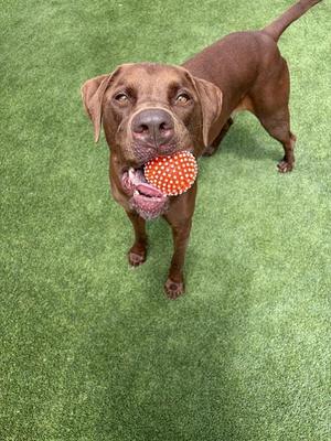 A brown dog holding a red and white polka-dotted ball in its mouth, standing on green artificial grass.