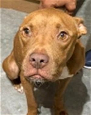 GINGER, American Staffordshire Terrier, adult, available for adoption
