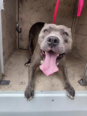 ANASTASIA, American Staffordshire Terrier, adult, available for adoption