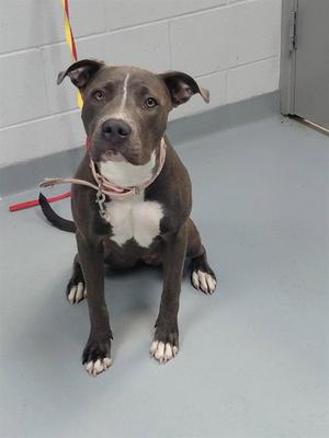CHI CHI, Pit Bull Terrier, adult, available for adoption