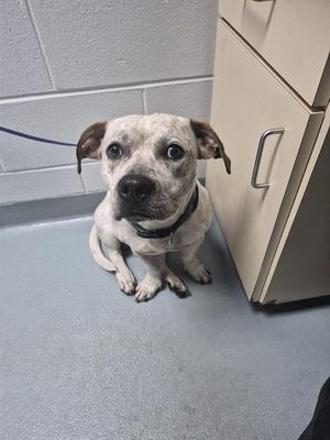 A white and brown dog with floppy ears sitting on a gray floor next to a beige cabinet.