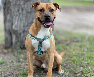 BOOTS, Pit Bull Terrier / Chow Chow, adult, available for adoption