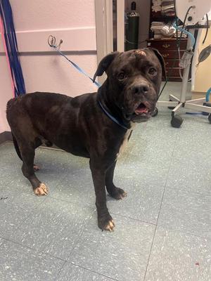 DOZER, Cane Corso Mastiff / Boxer, adult, available for adoption