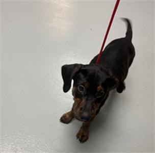 JULIANA, Labrador Retriever, puppy, available for adoption