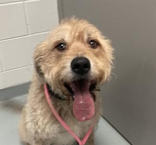 ARIES, Terrier, senior, available for adoption
