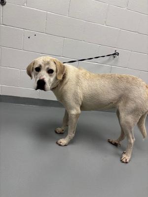 A light-colored dog standing on a gray floor, with a leash attached to its collar and a white wall in the background.