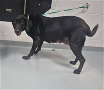 A black dog standing on a white floor, with a green leash attached to its collar.