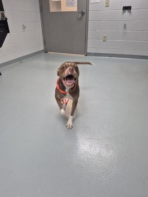 FLOUNDER, Boxer, adult, available for adoption