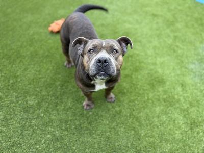 A dog standing on green artificial grass, looking up at the camera.