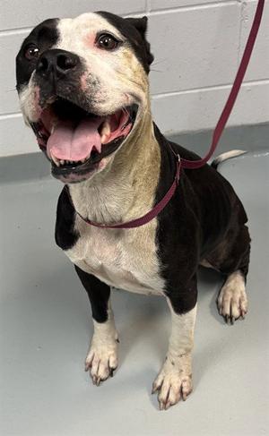 MATILDA, Pit Bull Terrier, adult, available for adoption