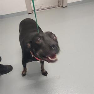 GOOSEY, Labrador Retriever, adult, available for adoption