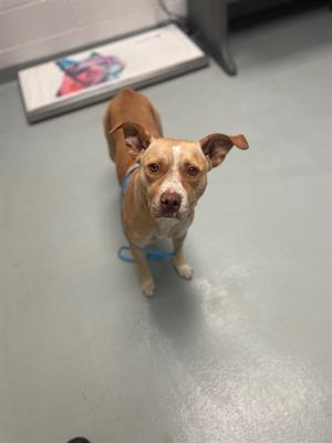 BELLA, Pit Bull Terrier, adult, available for adoption
