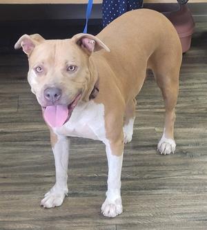 NENA, Pit Bull Terrier, adult, available for adoption