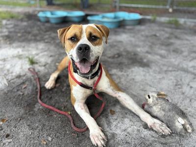 A brown and white dog with a red collar lying on the ground, looking at the camera with its tongue out.
