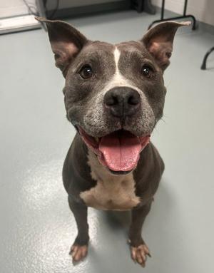 DRAGONFLY, Pit Bull Terrier, adult, available for adoption