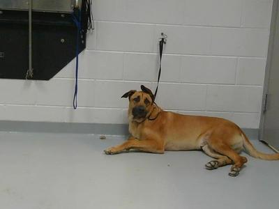 A brown dog lying on the floor in a room with white walls and a black door.