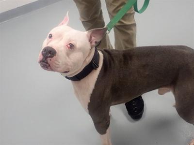 LUCA, Pit Bull Terrier, adult, available for adoption