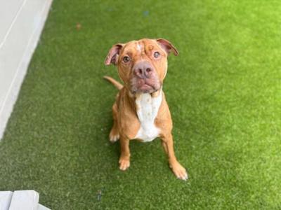 A brown and white dog sitting on green artificial grass, looking up at the camera.