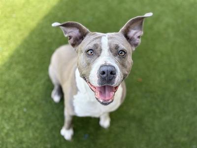 MILLIE, Pit Bull Terrier, adult, available for adoption