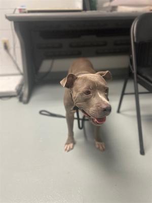 A brown dog standing on a gray floor, looking up with its mouth open and tongue out, in front of a desk and chair.