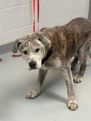 KOI, Chinese Shar-Pei / Pit Bull Terrier, senior, available for adoption