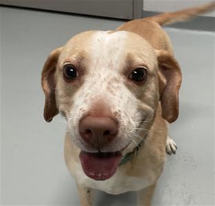 PEACH, Labrador Retriever, senior, available for adoption