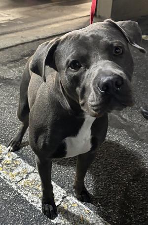 KEN, Pit Bull Terrier, adult, available for adoption