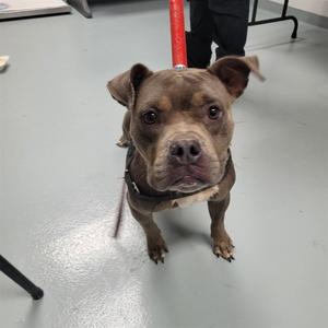 A brown dog with a black muzzle and ears standing on a gray floor, looking directly at the camera.